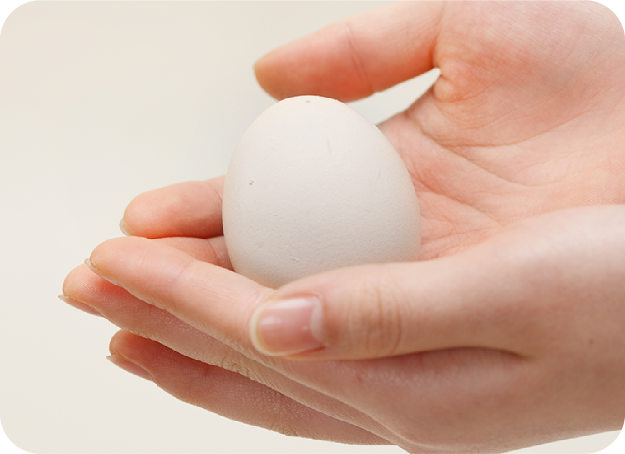 Uncompromising Standards in Japanese Egg Farming